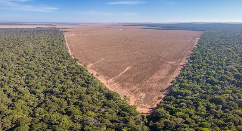 Bunge announces progress in its non-deforestation commitments
