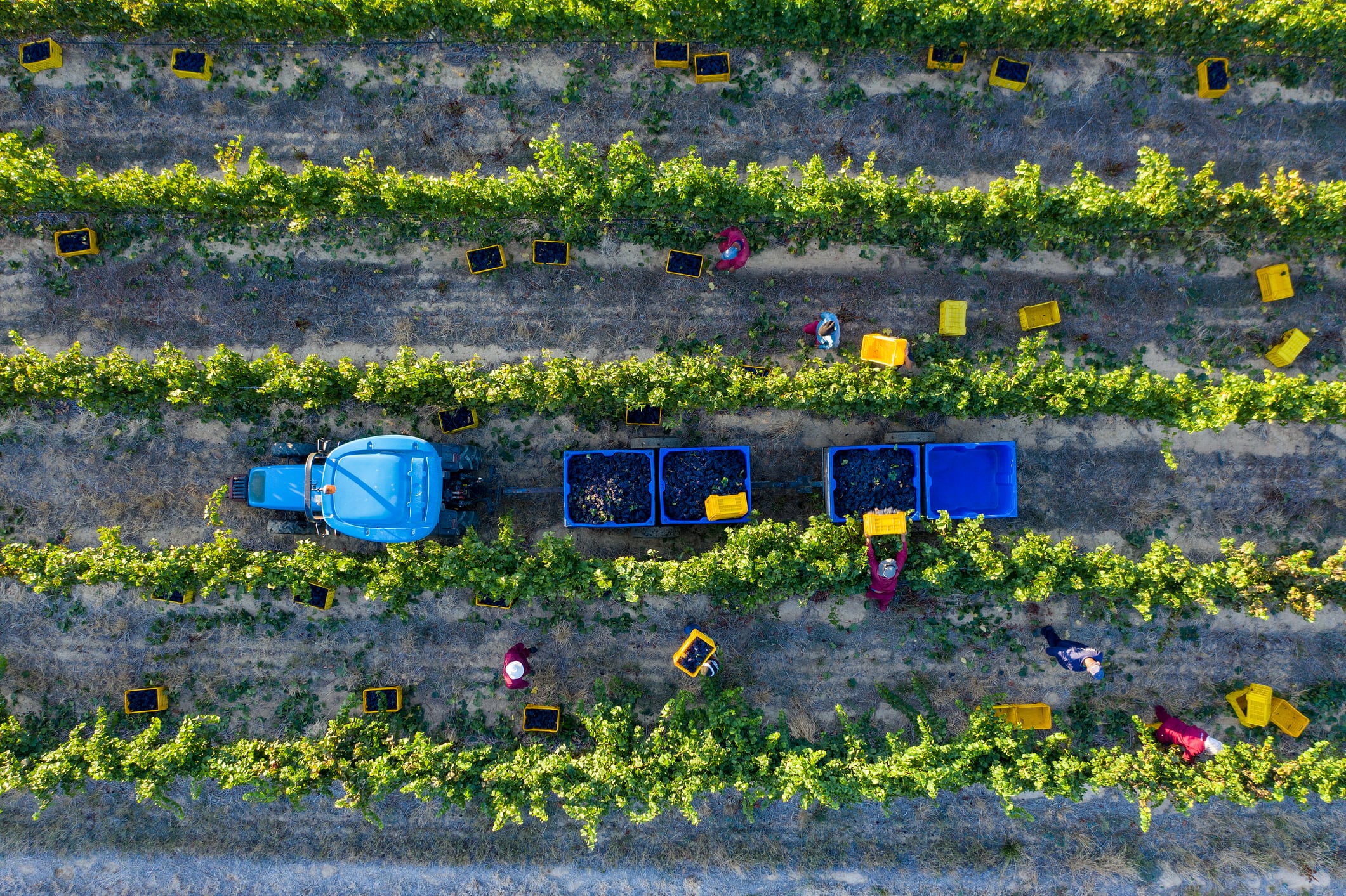 Amatera is using AI‑driven cellular screening to accelerate the development of disease‑resistant grape varieties for climate‑stressed vineyards.
