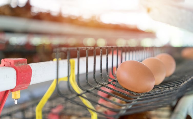 Larvae feeding could help solve laying hen welfare challenge 