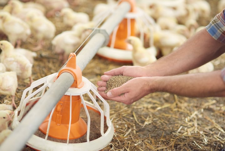 Uncertainty clouds EU's compound feed demand outlook