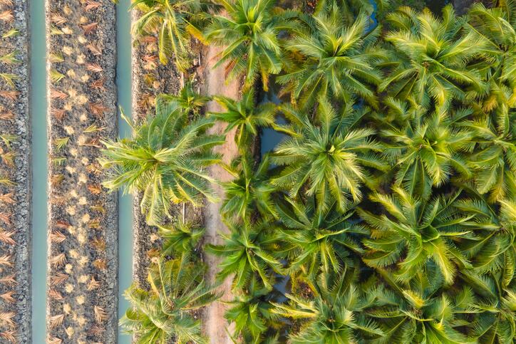 Palm-oil-giant-joins-WBCSD-to-stress-agriculture-s-growing-role-in-climate-discussions.jpg