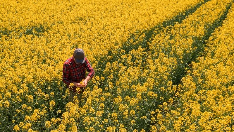 Canadian canola farmers are seeking solutions to clubroot disease, which cut into yields.