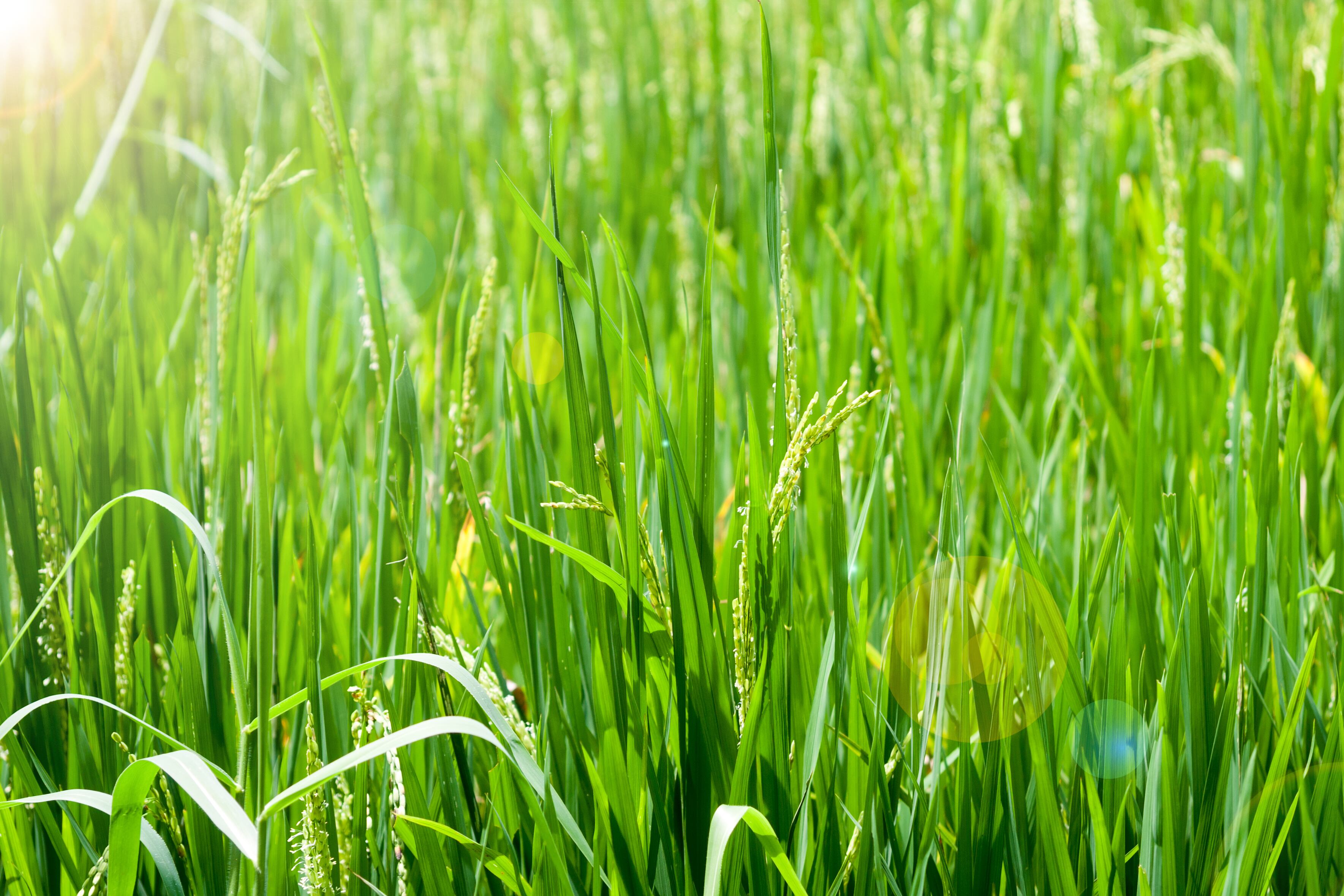 Arancini in the UK... Scientists have grown rice in British soil for the first time.