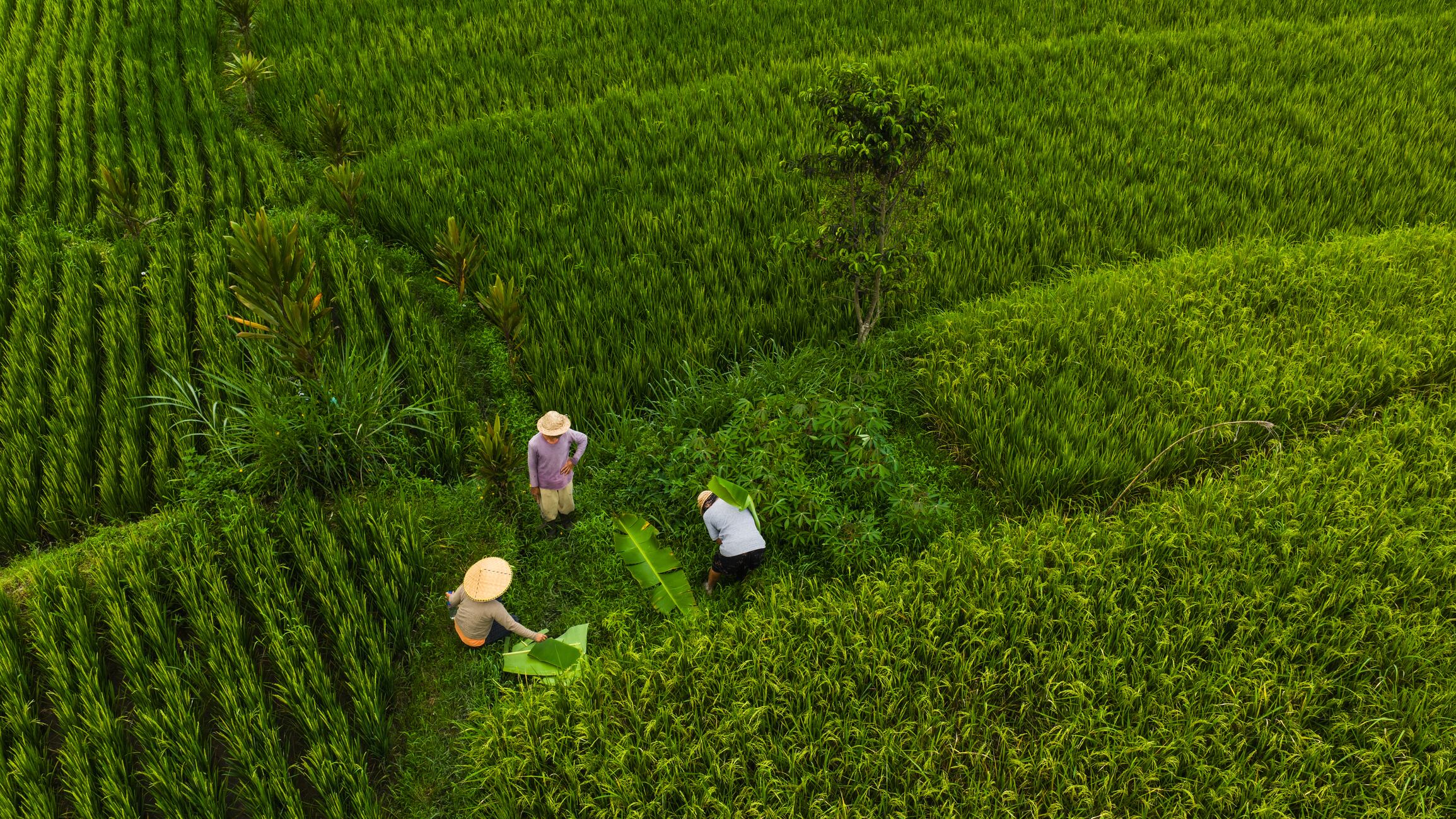 The firm submitted its EPA biopesticide registration for Pyronz in 2024 and is expecting approval in early 2026.