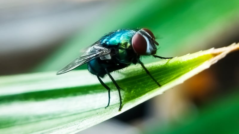 The New World Screwworm