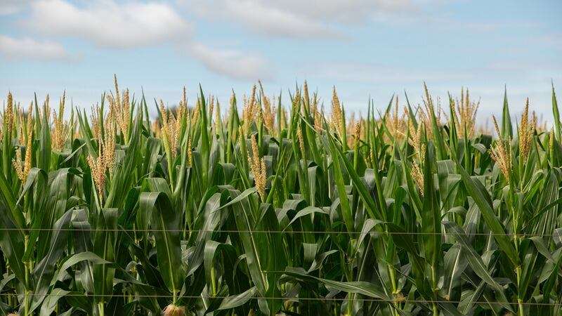 BioLumic is expanding into South America to help seed companies develop better hybrids.