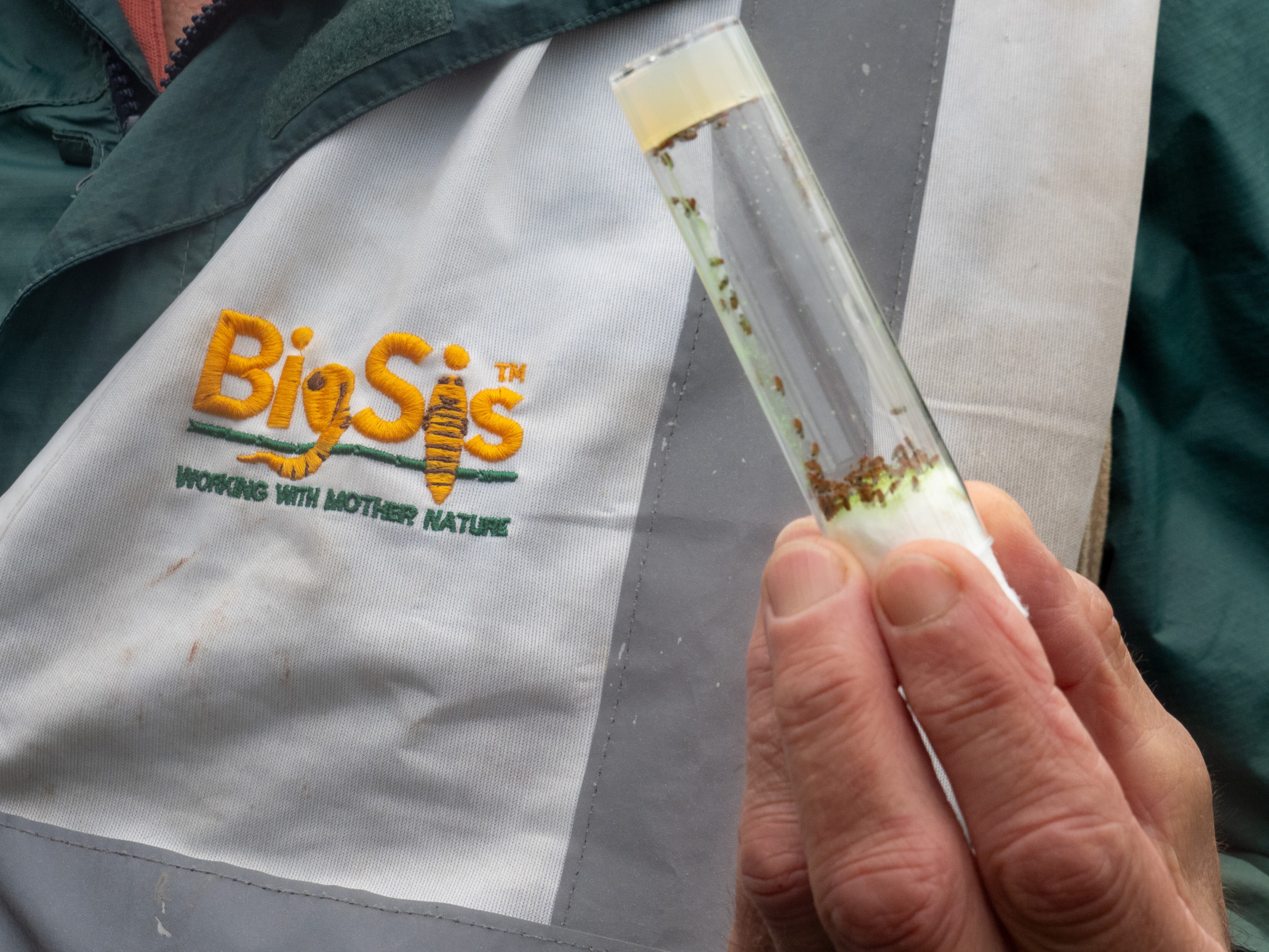 Sterile male flies - spotted-wing drosophila - are prepared for release into a raspberry crop in Herefordshire, England.