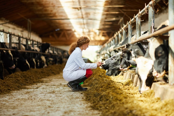 Animal health has ‘untapped innovation potential’, says Elanco – How to fix it?