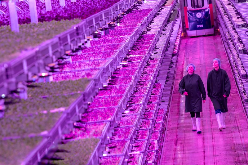 Vertical farmer Jones Food Company enters administration