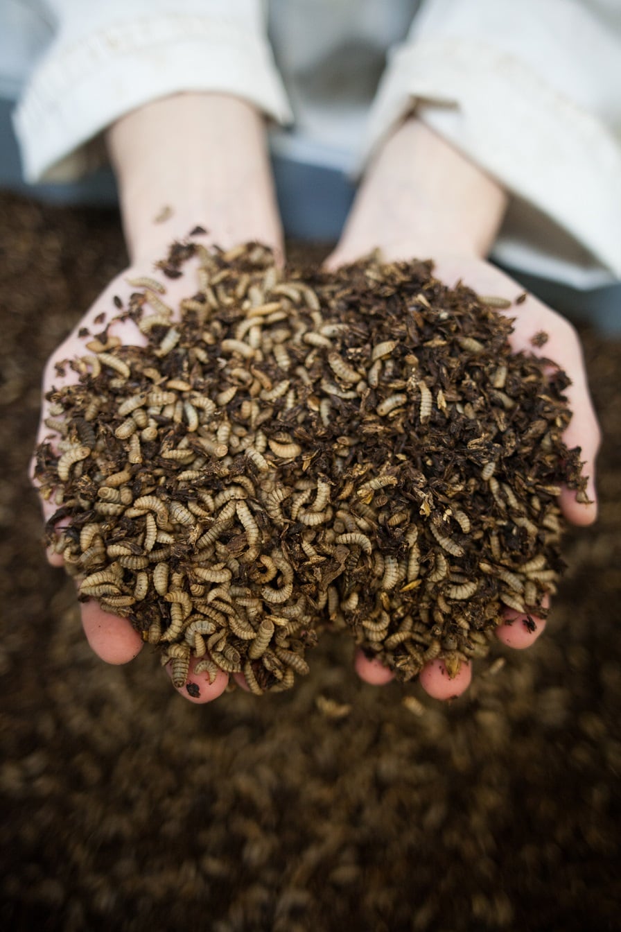 Larvae-in-hands-1920.jpg