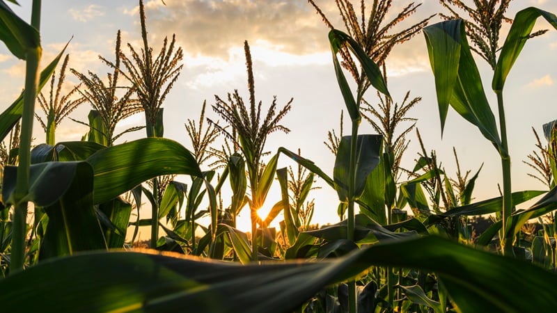 A corn field with budding plants