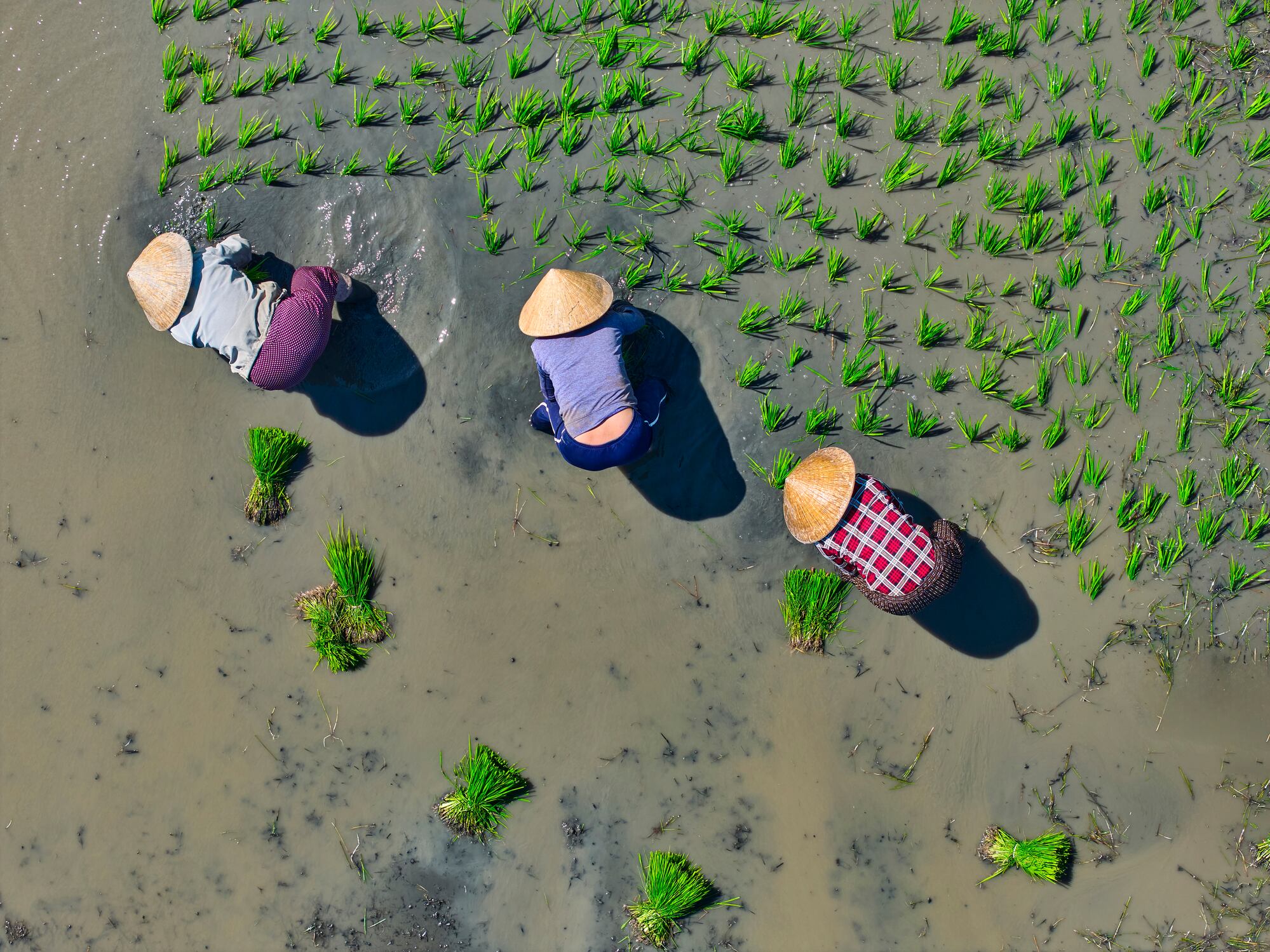 With rice yields at risk of falling 15% by 2050, Mars is backing farmers with tools, training, and incentives to adopt sustainable practices from Arkansas to Asia.