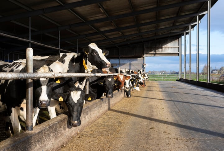 DSM to broaden use of methane reducing feed additive in Dutch dairy herd