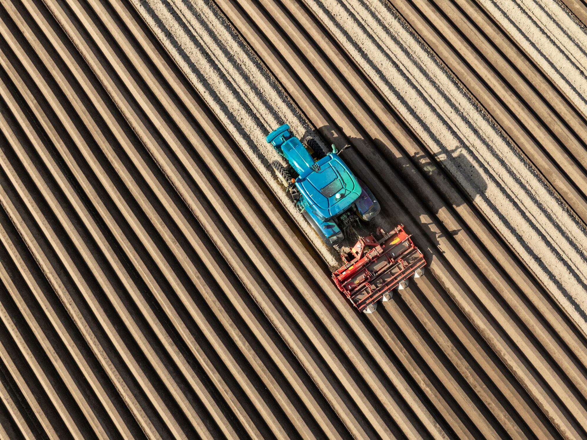 Potato crops remain highly vulnerable to late blight, a disease researchers say is spreading more widely as warming, wetter conditions favour infection.