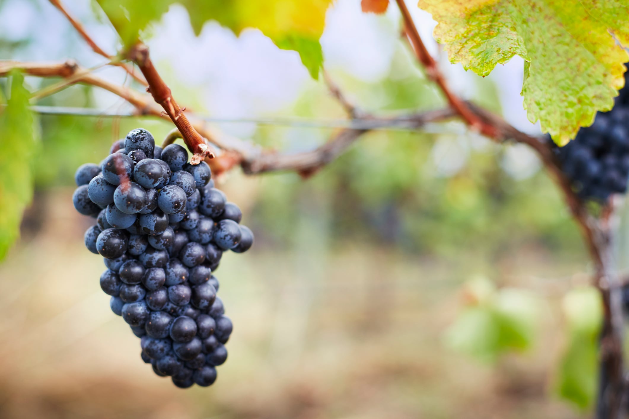 "Throughout the world, around 30 million tons of grapes are consumed by people every year...this may already be improving human health, although such a benefit may not be widely recognized," said Dr. Petuzzo.