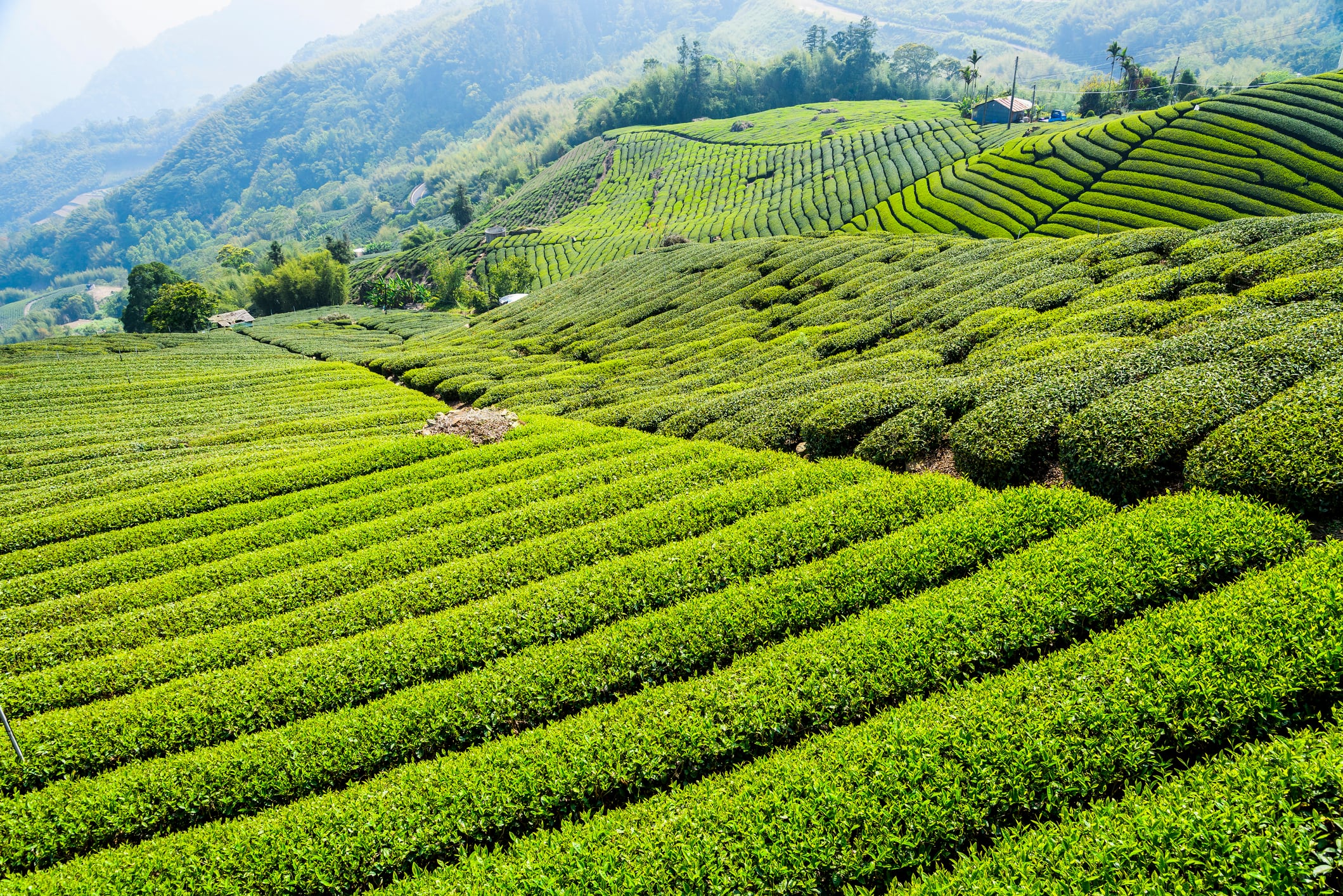 Barriers to gains: Taiwan eyes opportunity to grow US farm and fishery exports despite tariff hurdles