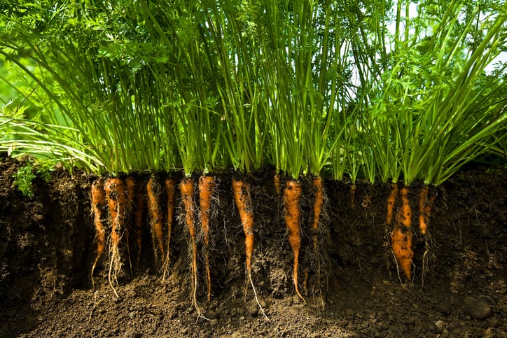 Evidence assessment: How credible are the environmental and climate benefits of regenerative agriculture?