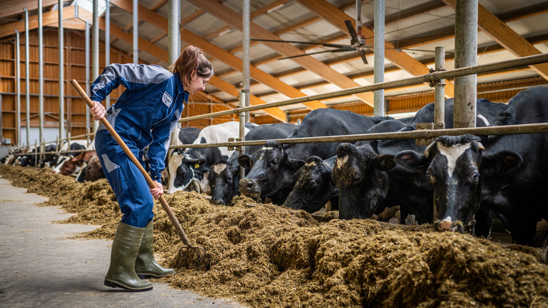 The EU cattle feed sector is forecast to remain relatively stable.