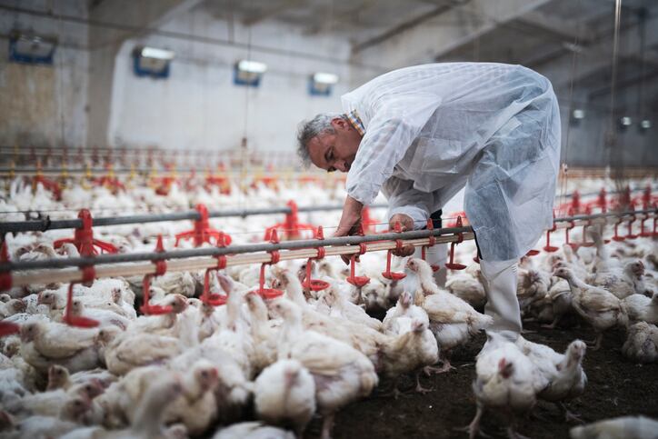 Global-poultry-industry-takes-stand-against-AMR.jpg