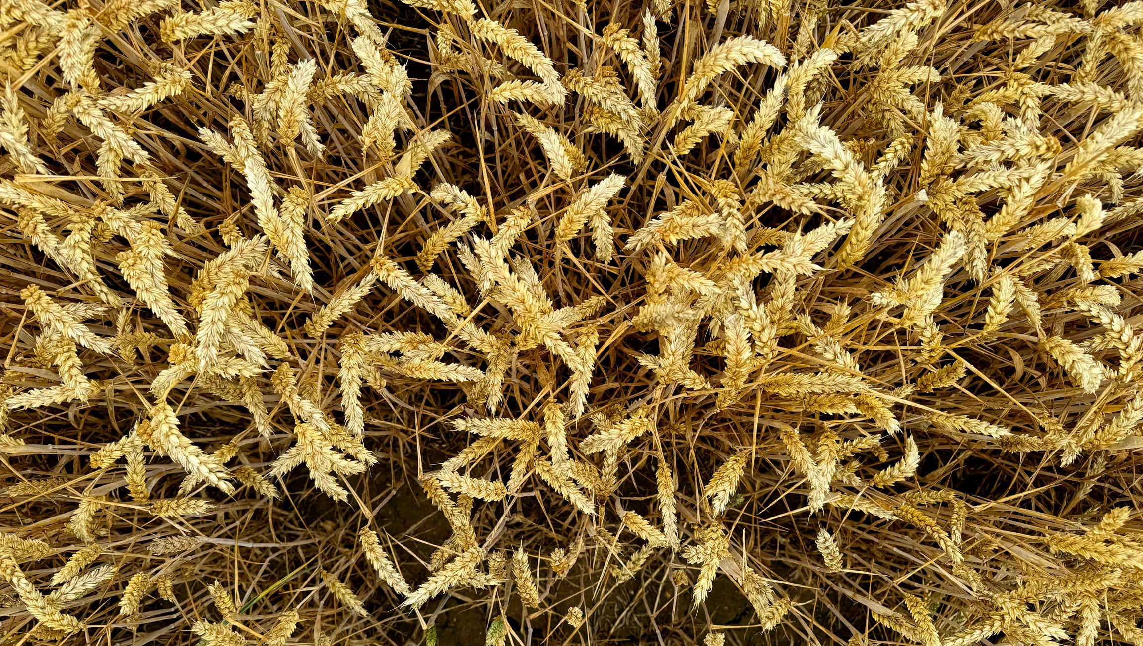 SugaROx has secured a £2.5 million investment from The Mosaic Company to commercialise a new biostimulant. Trials have shown 3-15% yield improvements in wheat and barley, 3-8% in soybean and 2-4% in maize.