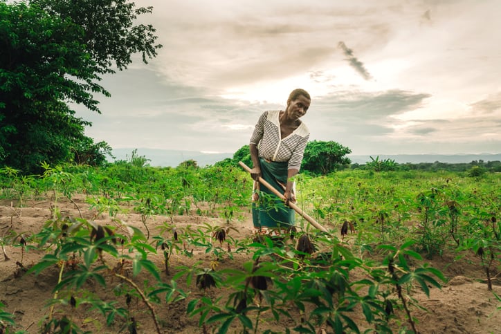 ‘Nutritional quality must be at the heart of climate smart agriculture’