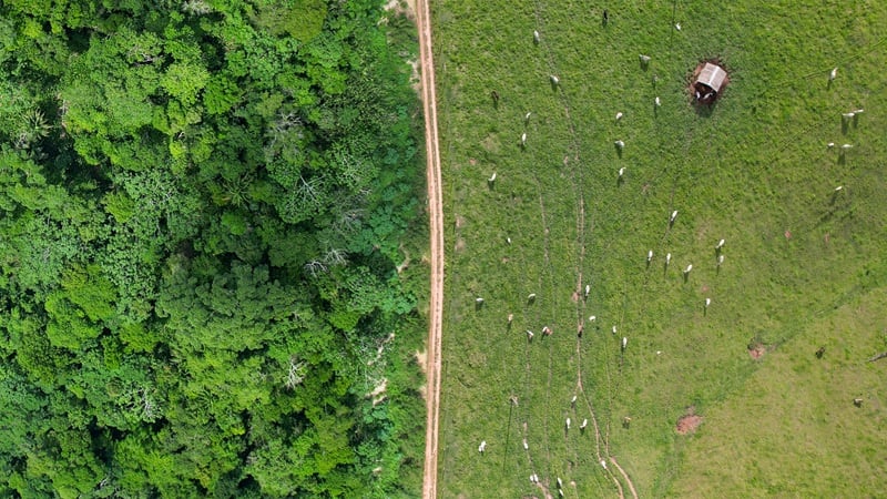 Brazil's meat industry players, like JBS Foods, Marfrig, and Minerva, were called out for greenwashing by the Changing Markets Foundation.