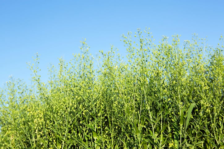 Study looks to plug knowledge gaps around nutritional value of camelina co-products for pigs