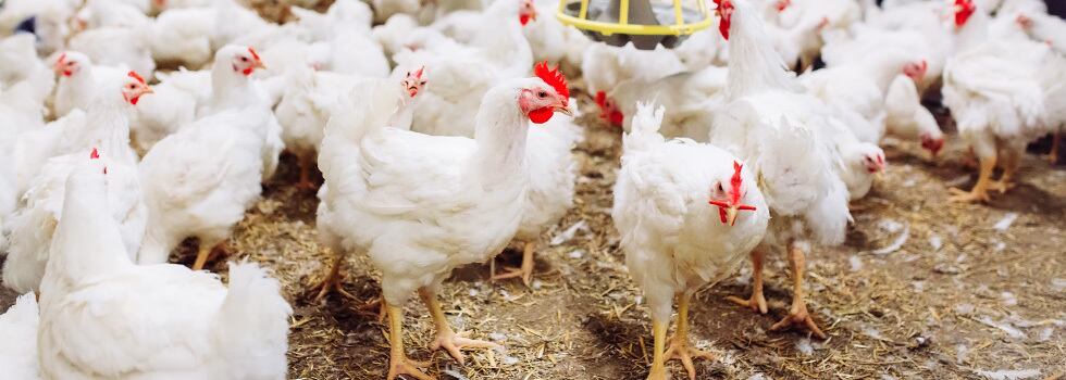 Trace-minerals-pave-the-path-to-stronger-footpads-in-poultry.jpg