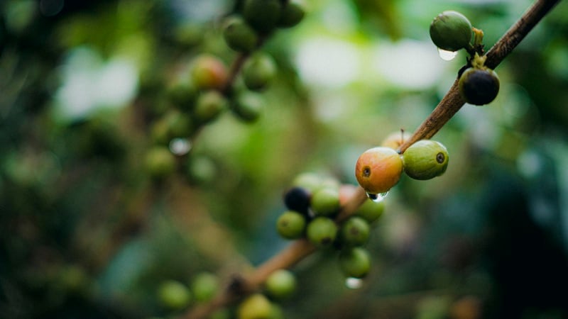 A coffee plant in Costa Rice