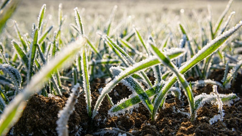 Frozen wheat crops