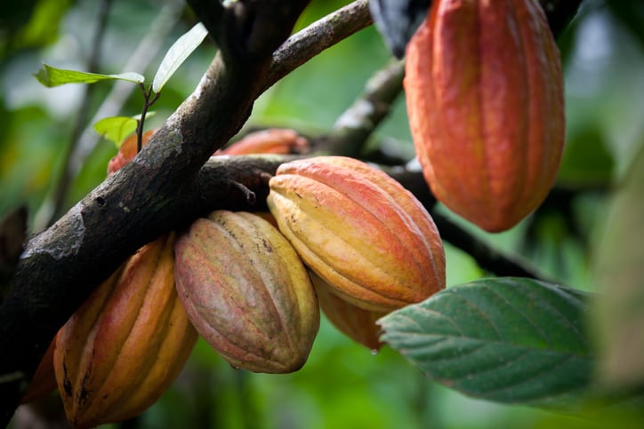 Ghana-Scientists-turn-to-digital-data-to-save-virus-hit-chocolate-supply.jpg