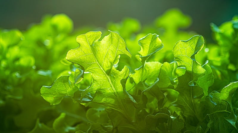 Controlled-environment agriculture company Growcer is growing with the help of Mars Discovery District.