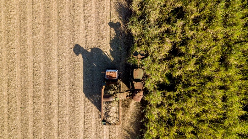 Choose-where-to-plant-energy-crops-wisely-to-minimise-loss-of-biodiversity-says-new-study.jpg