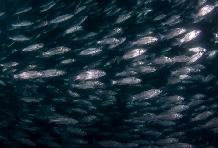 Taurine supplementation could support protein substitution in fish feed 