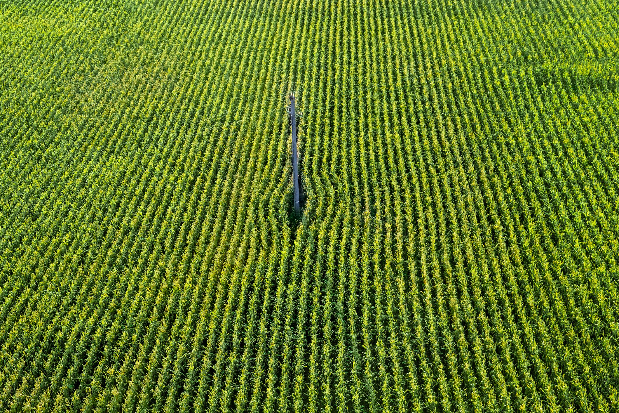 Corn grown within General Mills’ 250‑farm network in the Landes region, now part of a major regenerative agriculture rollout.