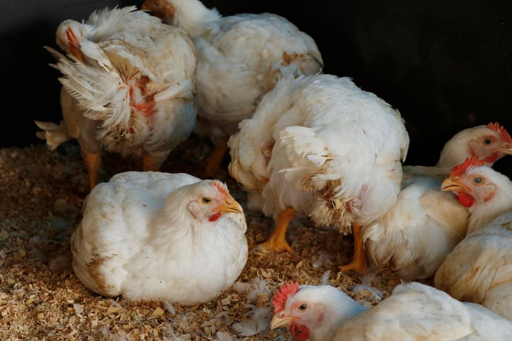 Benson Hill: Perdue trial confirms benefits of high-protein SBM in poultry
