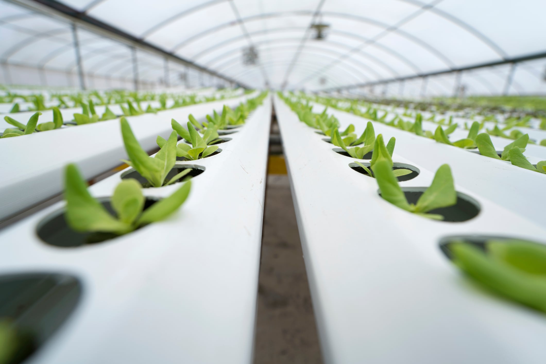 Genomines hopes to spearhead a new era of metal farming by growing nickel from plants.