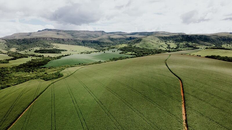 Ascribe Bio is set to launch its biofungicide in Brazil — the first stop on its global commercialization plan.