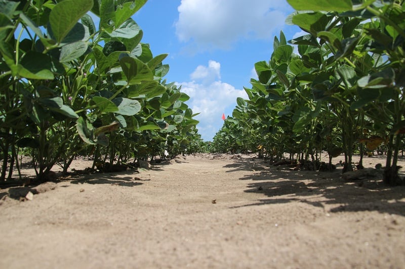 Field trials in the UK, Brazil, Argentina, and the US in the UK have so far seen double-digit improvements soybean, wheat, and maize.
