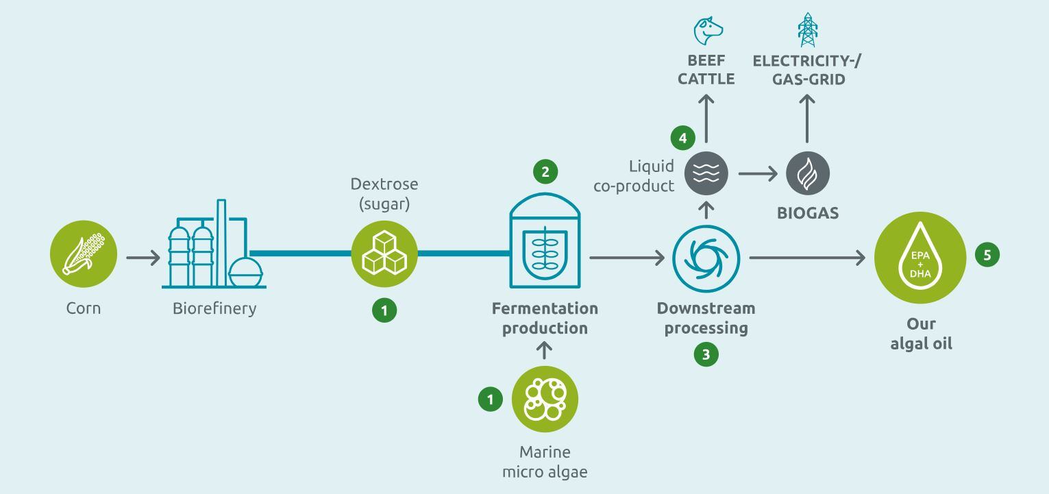 Veramaris-algal-oil-production-process.jpg