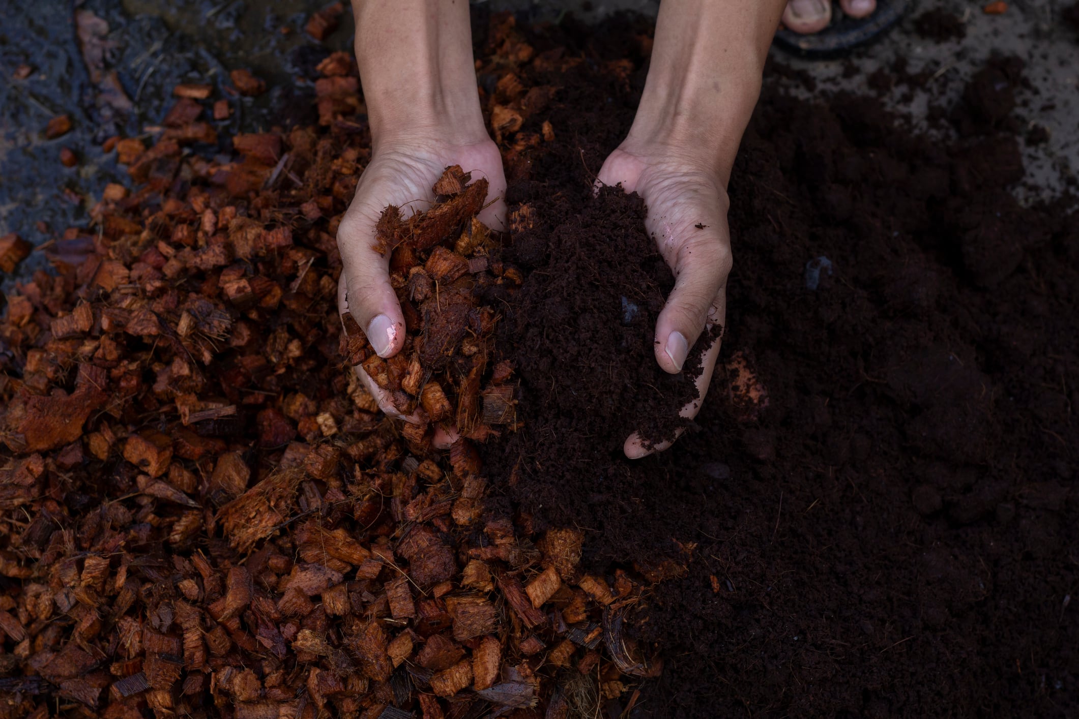 Something’s brewing: Could coconut coir dust hold the key to more effective coffee production in Thailand?