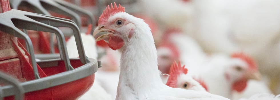 Enhancing-broiler-productivity-and-environmental-sustainability.png