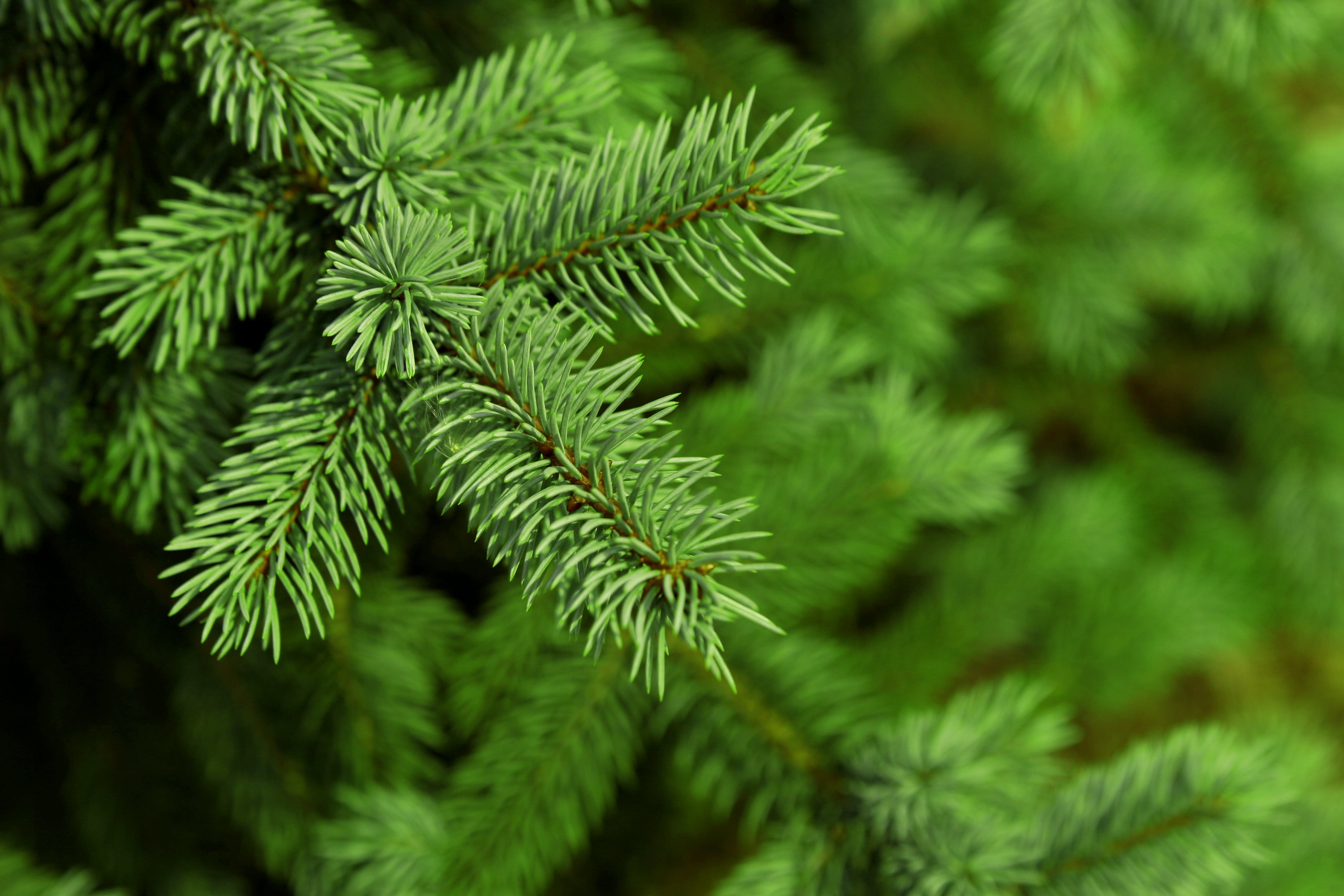 Fermented pine needles in feed help improve tenderness, freshness of pork