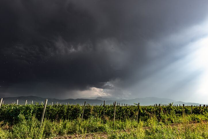 Gene-editing-promises-to-futureproof-the-wine-sector.jpg