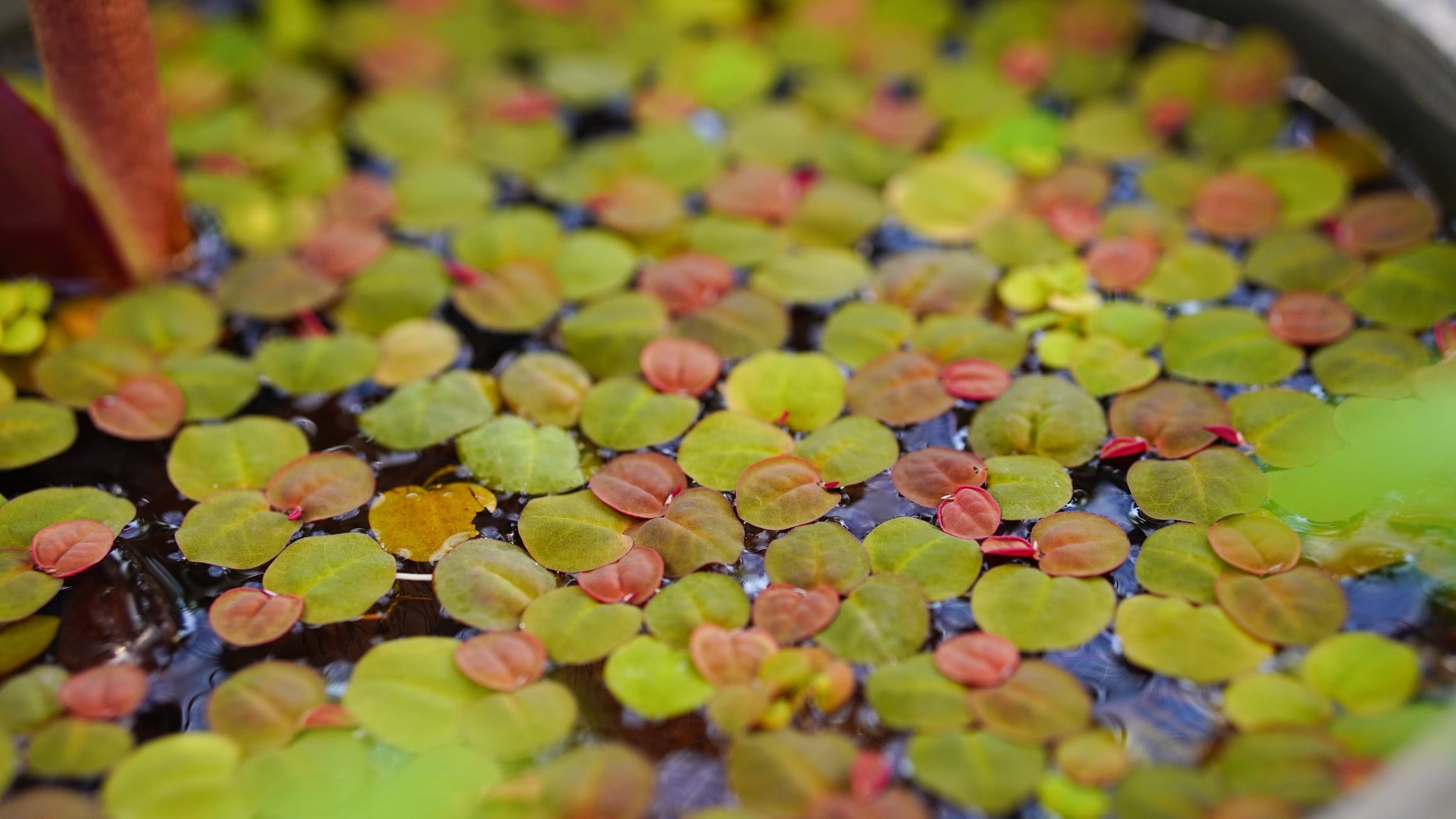 Azolla remains committed to its hypothesis: that overlooked ideas, like the prehistoric fern it’s named after, can have planetary-scale impact – if they survive long enough.