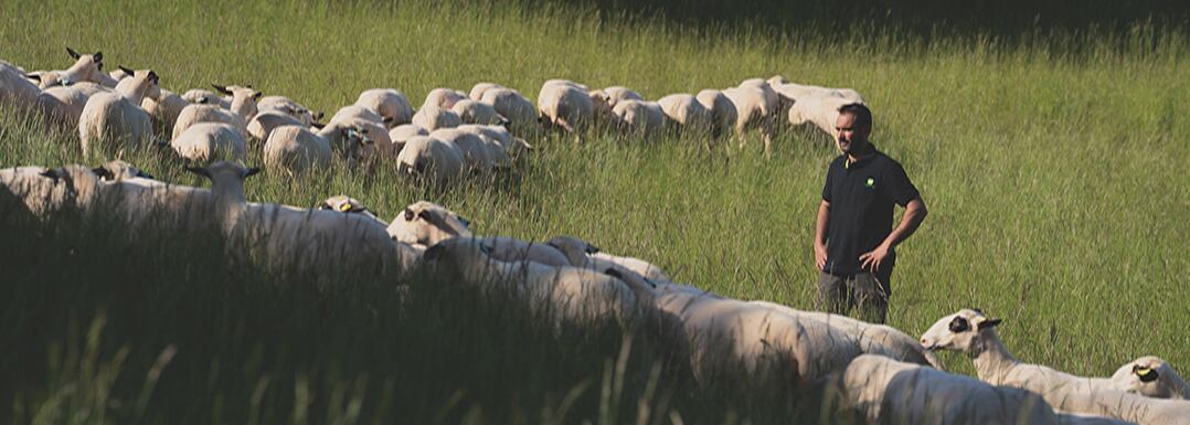 Small-ruminant-nutrition-with-live-yeast-to-improve-health-and-management.jpg