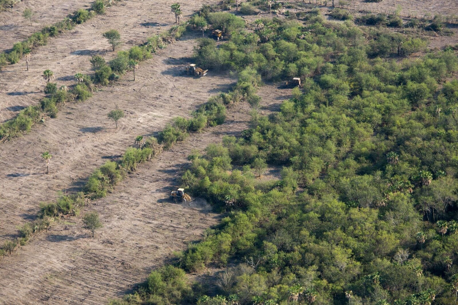 bulldozers-rip-up-forest-paraguay.jpg