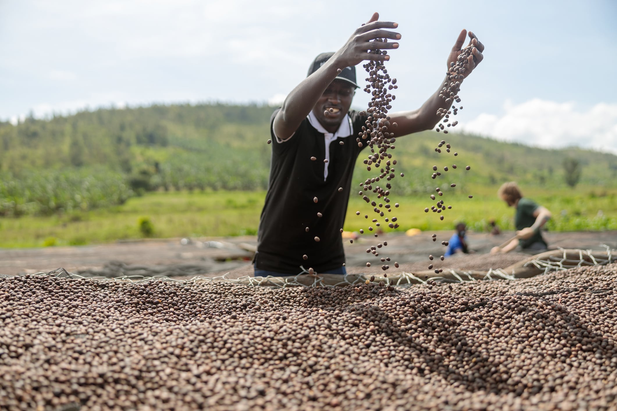 The EU currently accounts for over 50% of Kenya’s coffee exports, making compliance essential for continued trade.