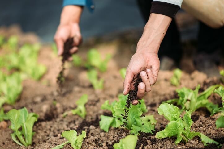 Microbes could help reduce the need for chemical fertilisers