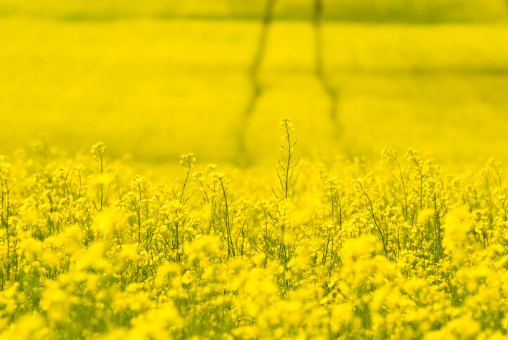 Bayer to launch first bioinsecticide for arable crops